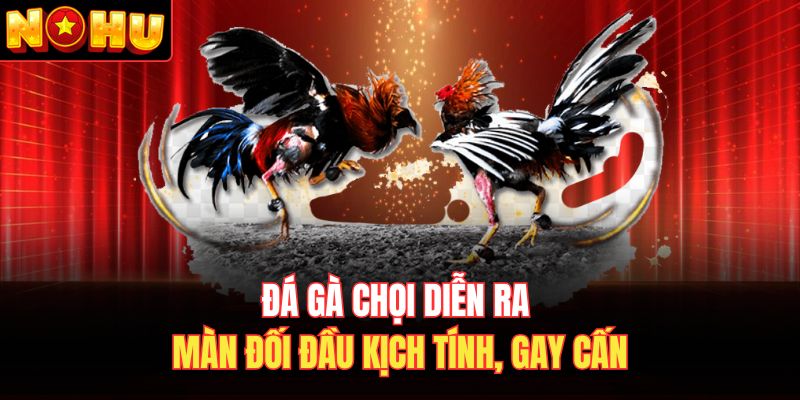 Đá gà chọi diễn ra màn đối đầu kịch tính, gay cấn 